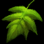 LeafGreen.bmp