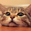 miao8723