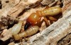 M&R Termite Solutions