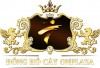 donghocayonplaza