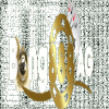 saraikisong25