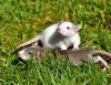 Rodent Control Melbourne