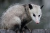 Possum Removal Melbourne