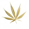 premiumthcshop