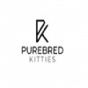 purebredkitties1