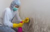 Sugarcane City Mold Removal Experts
