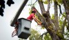 Seven Hills Tree Service