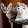 devonrex