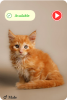 mainecoonkitten
