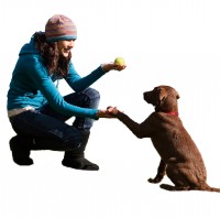 The Indoor Activities To Make Your Dog Learn New Skills