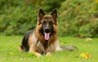 Interesting Facts about German Shepherd Dogs