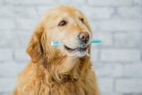 How to Make Homemade Dog Toothpaste