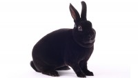 All You Need To Know About The Different Varieties Of Pet Rabbit Breeds