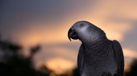 A Brief Breed Info on African Grey Parrot – Your Lifetime Companion