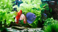 5 Easy Steps to Choose a Canister Filter for Aquarium