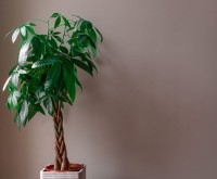 10 Best Large Indoor Plants to Grow in Your Home!
