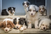 Five Must-Know Tips to Select the Best Online Pet Store