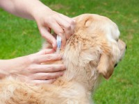 Best Flea and Tick Medicines for Dogs: Symptoms, Prevention & Reviews!
