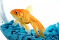 Fish Types That Can Live In a Small Bowl or Aquarium