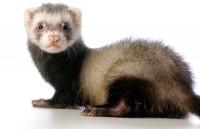 Baby Ferret and Its Facts