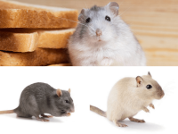 Best 3 rodent pets for you if you are a hardcore animal lover