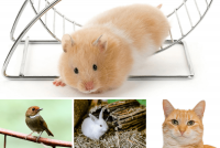 List Of Animals Which Needs Low Maintenance And Can Be You Perfect Companion In Home