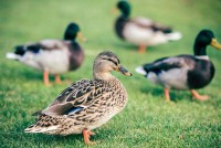 Different domestic duck breeds of you should be informed