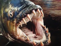 Facts About the Goliath Tigerfish