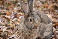 Continental Giant Rabbit – A Lovable Pet With Mandolin Shape Body