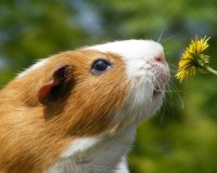 Interesting fun facts about guinea pigs