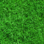 grass.jpg