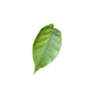 carring_leaf.png