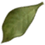 leaf01.png