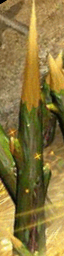 jinji01.png