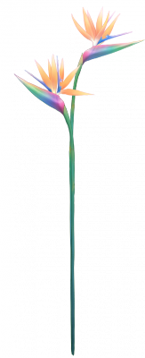 card_11416.png