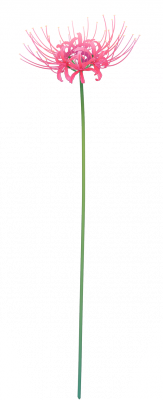 card_11403.png