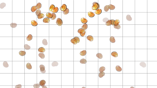 豆子