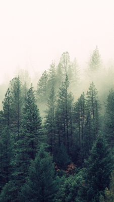 foggy_forest.png