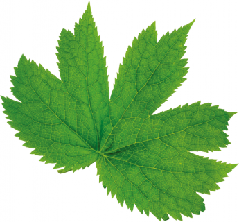 leaf3.png