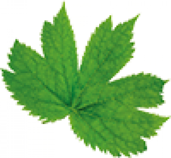 leaf4.png