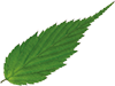 leaf5.png