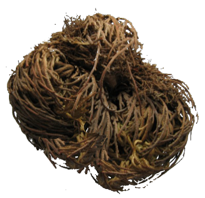 tumbleweed_Selaginella_lepidophylla_trocken.png