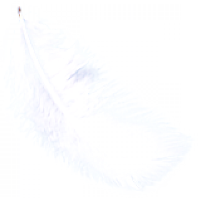 羽毛1.png