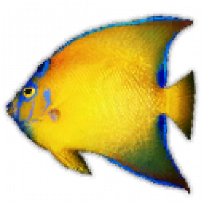 fish04.png