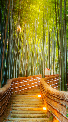arashiyama.png