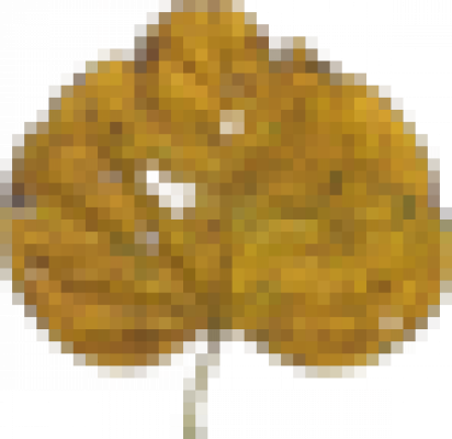 叶子1.png