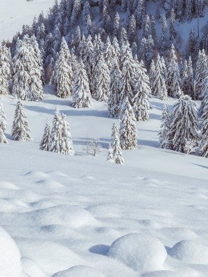 _snow8.jpg