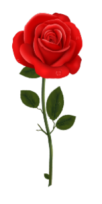 玫瑰花.png