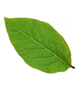 shuye001.png