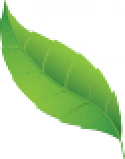 leaf.png